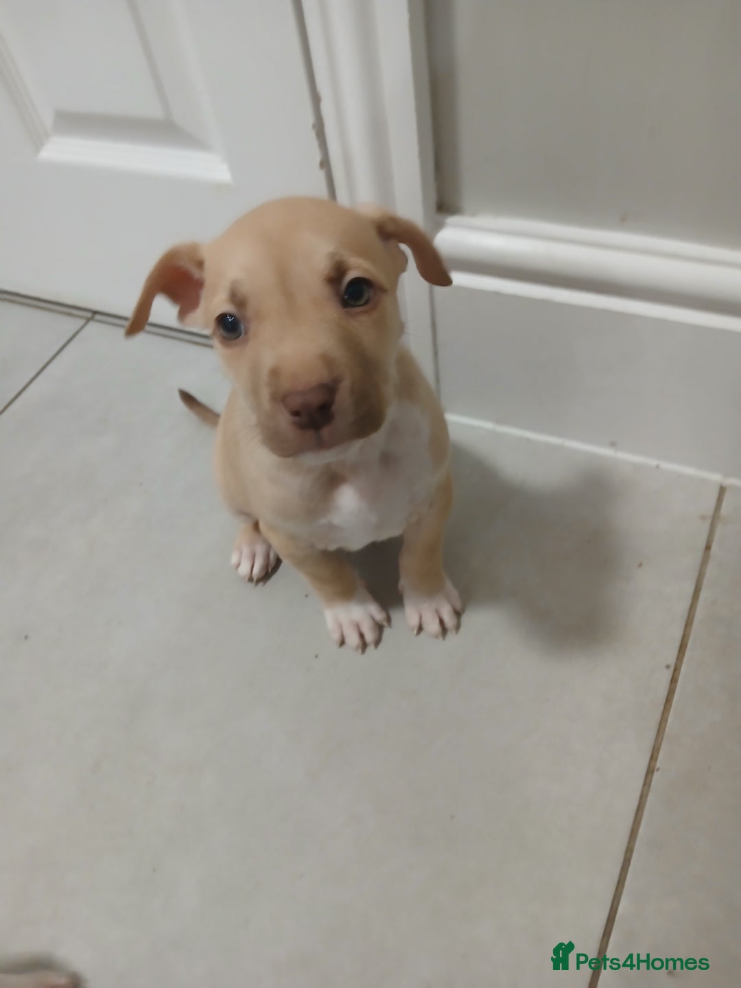 Mixed Breed dogs for sale: Puppies for sale  - Advert 7