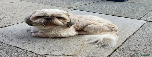Goldi