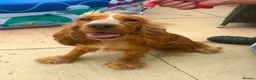 Cocker Spaniel dogs for sale: Show cocker spaniel 11 months old for rehome in Gloucester - Advert 4