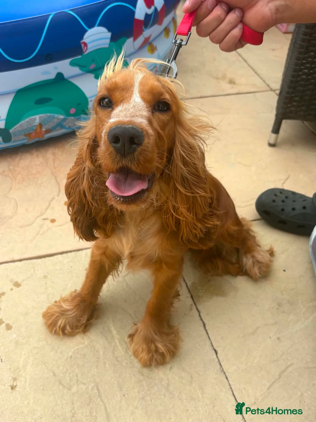 Cocker Spaniel dogs for sale: Show cocker spaniel 11 months old for rehome in Gloucester - Advert 4