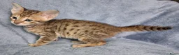 Savannah cats for sale: Super spotty F5 Savannah kittens - Advert 10