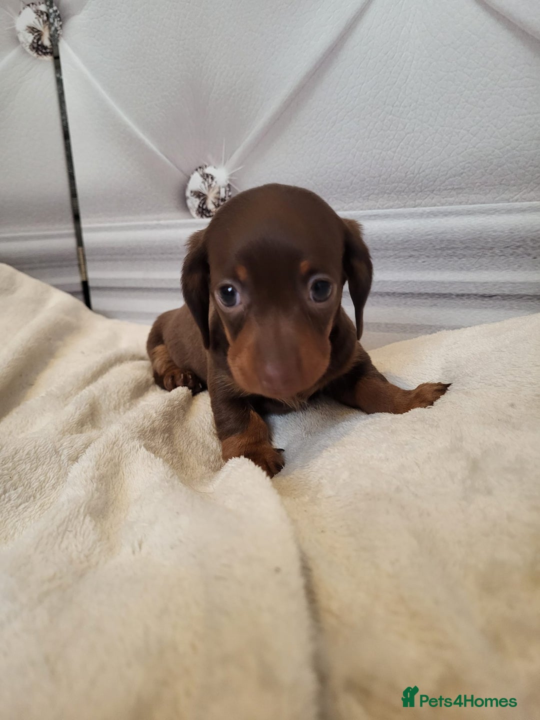 Dachshund dogs for sale: Dachshunds pups - Advert 5