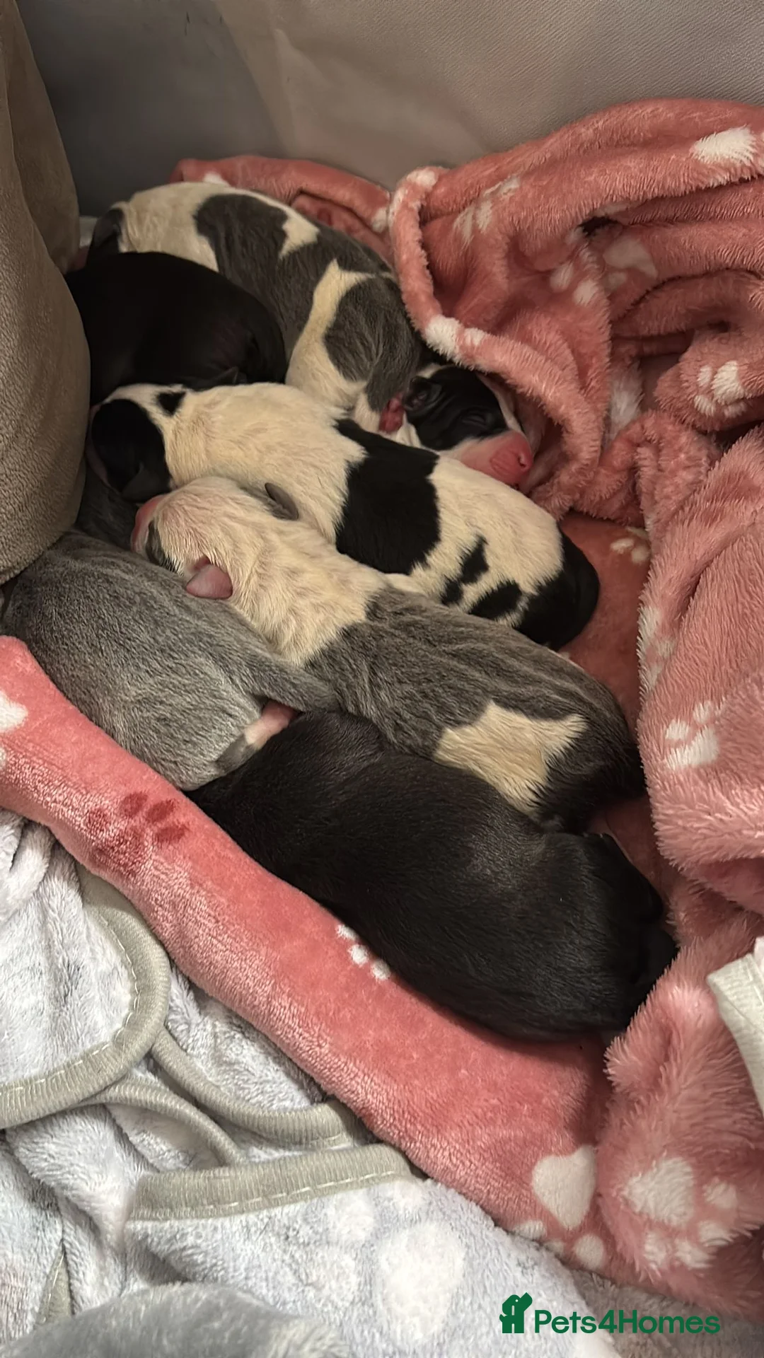 Staffordshire Bull Terrier dogs for sale: Beautiful litre of staffs for sale  in Colchester - Advert 4