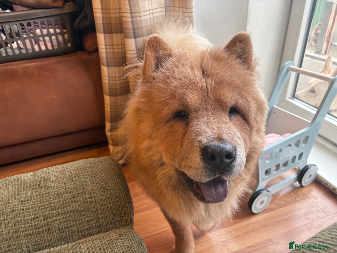 Chow Chow dogs for sale: Last gorgeous chow of the litter - Image 3