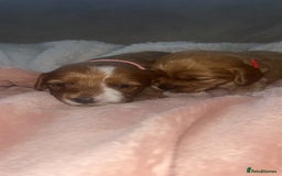 Cavapoo dogs for sale: F1 Cavapoos  - Image 5