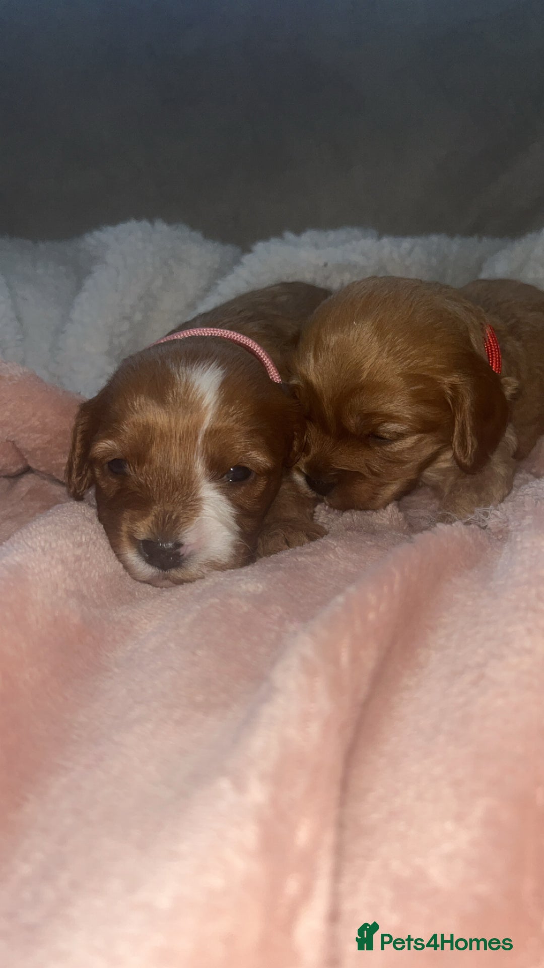 Cavapoo dogs for sale: F1 Cavapoos  - Image 5