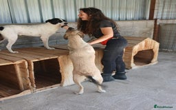 Mixed Breed dogs for adoption: Kiwi, 1 yr old. Available for adoption. - Image 22