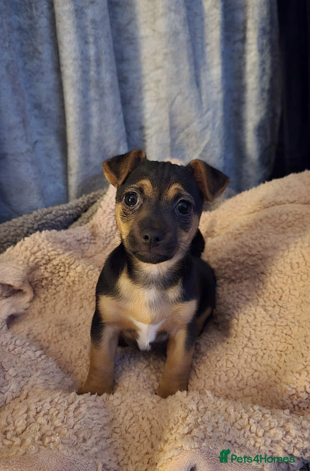 Jack Chi dogs for sale: Jackchi male £695 pup located lancaster   in Morecambe - Advert 2