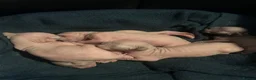 Sphynx cats for sale: Beautiful sphynx babies  - Advert 21