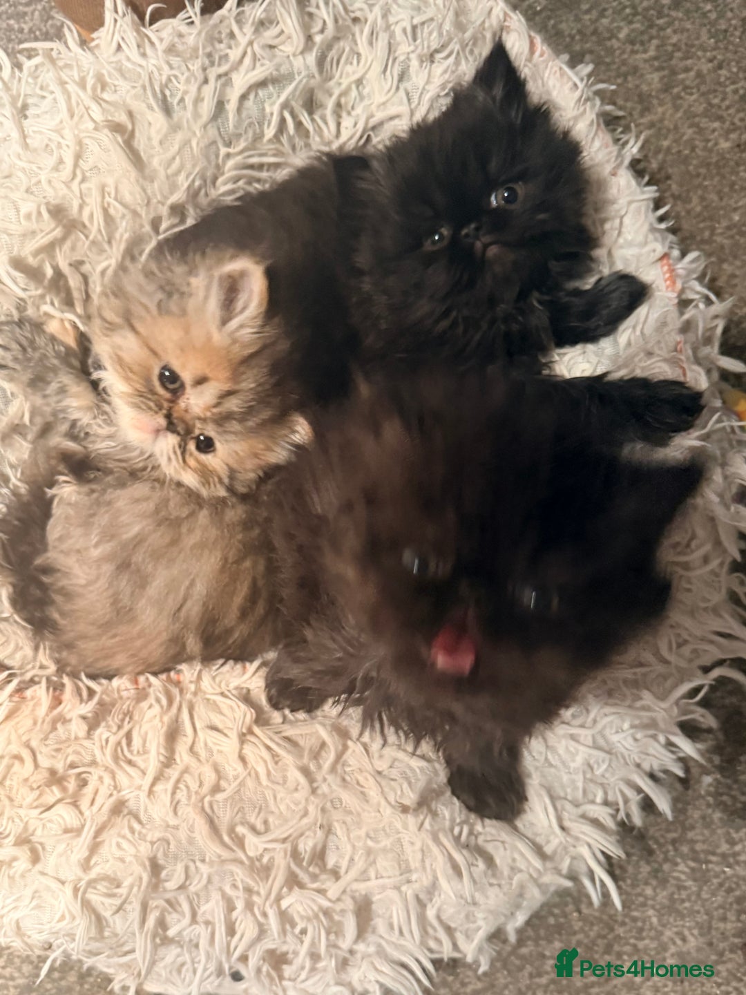 Persian cats for sale: Stunning GCCF reg Persians – Born Halloween 2025  - Advert 20