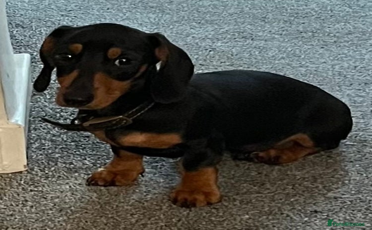 Miniature Dachshund dogs in North Shields - Advert 4