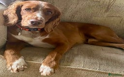 Cocker Spaniel dogs for sale: Beautiful KC Registered Working Cocker Spaniels  - Image 7