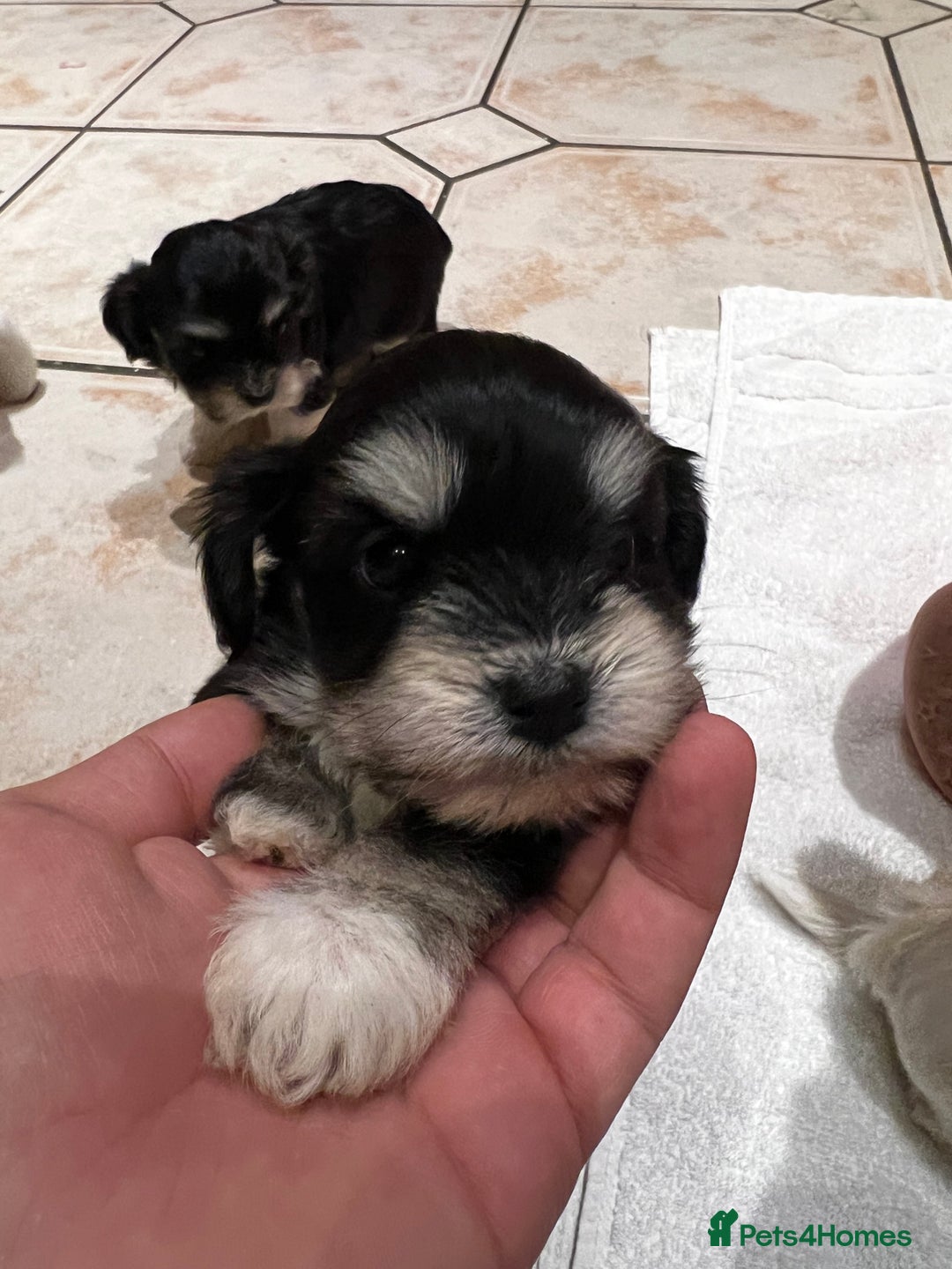 Bichon Frise dogs for sale: Bichon fries ready to go ! - Advert 19