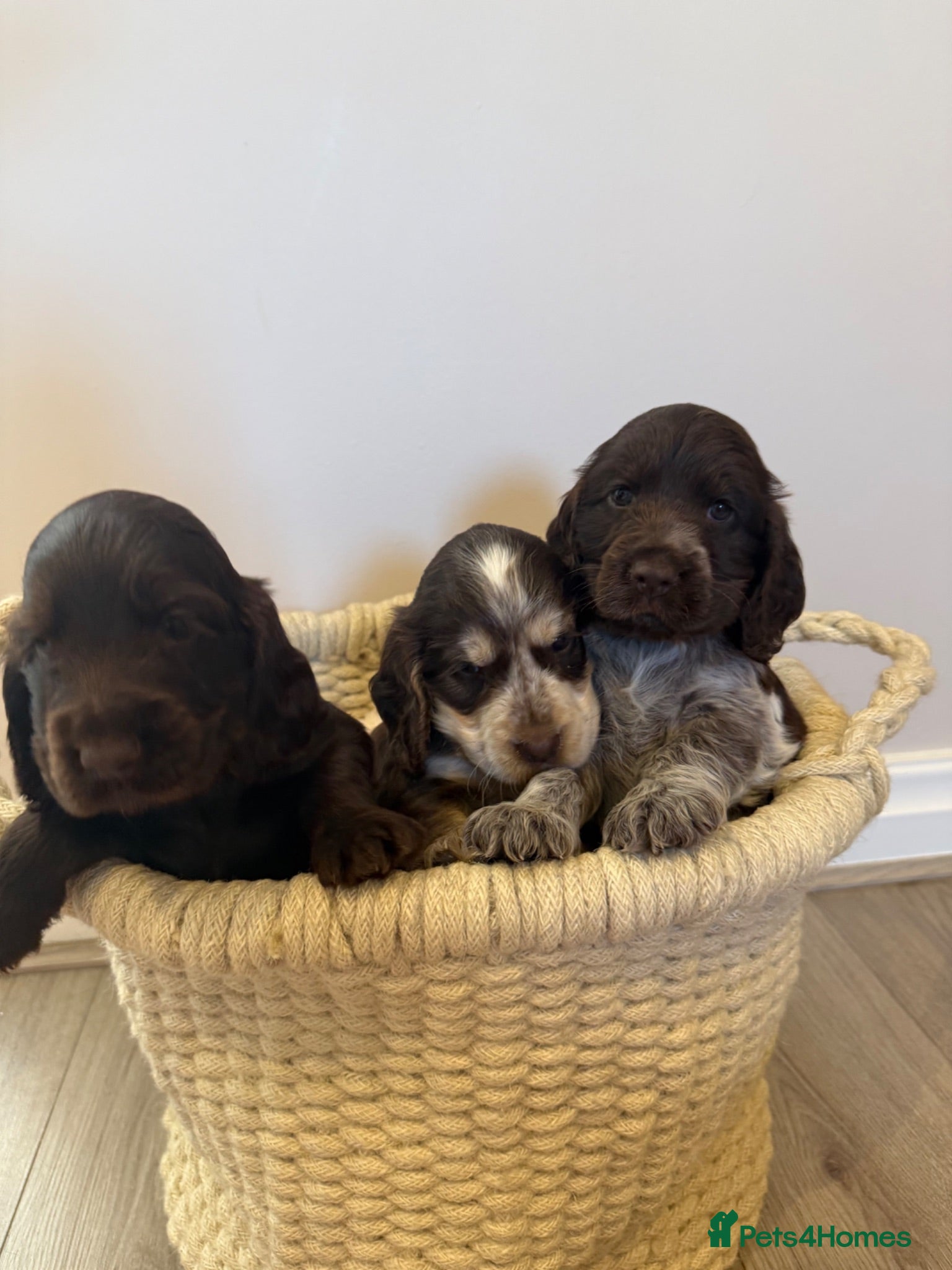 Cocker Spaniel dogs Beautiful litter of Show cocker spaniels - Advert 1