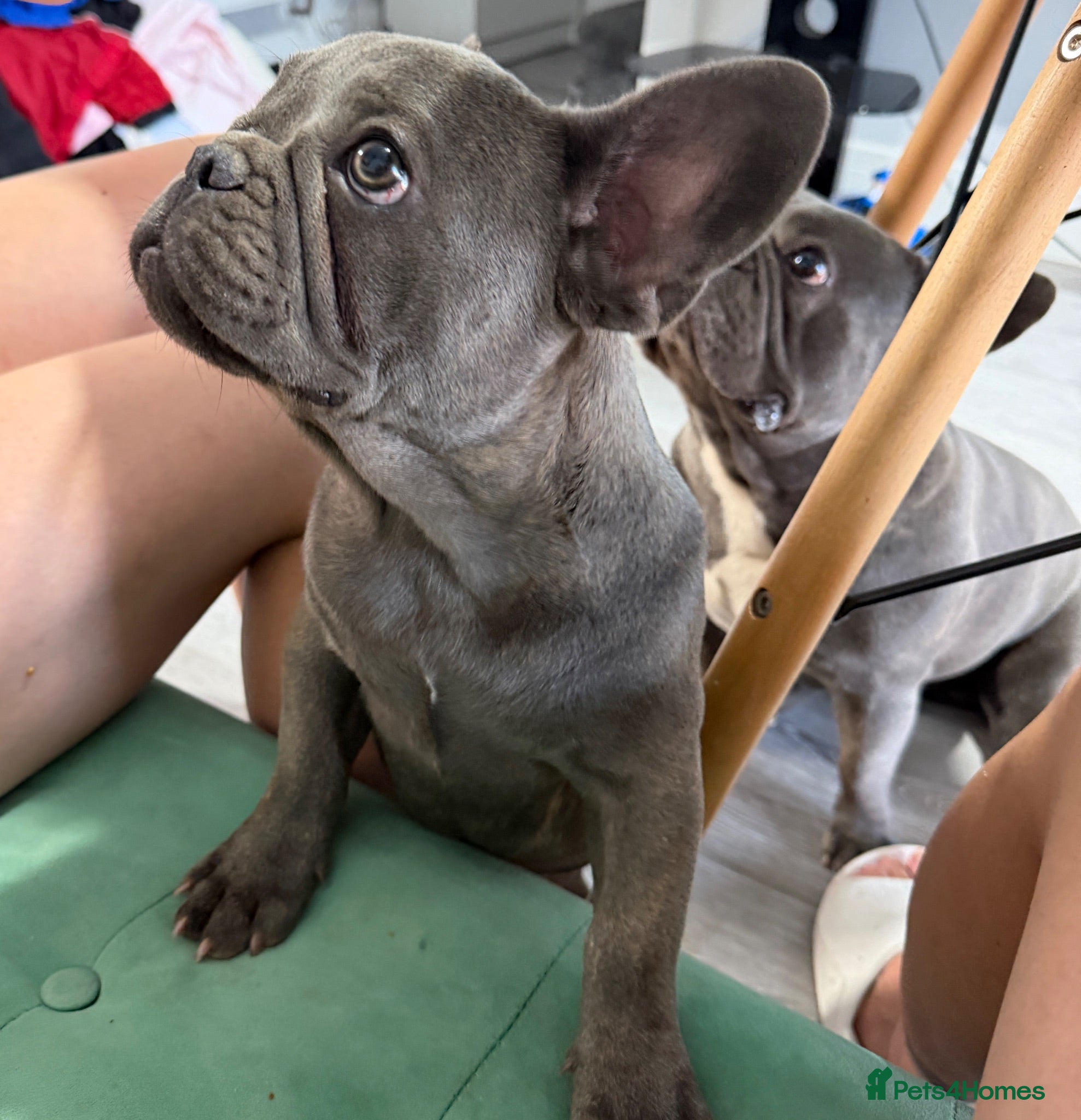 French Bulldog dogs French Bulldog puppies one girl and one boy - Advert 1