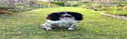Cocker Spaniel dogs for sale: Health tested working cocker spaniels  - Advert 14