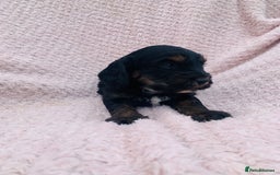 Cockapoo dogs for sale: Miniature cockapoos - Image 12