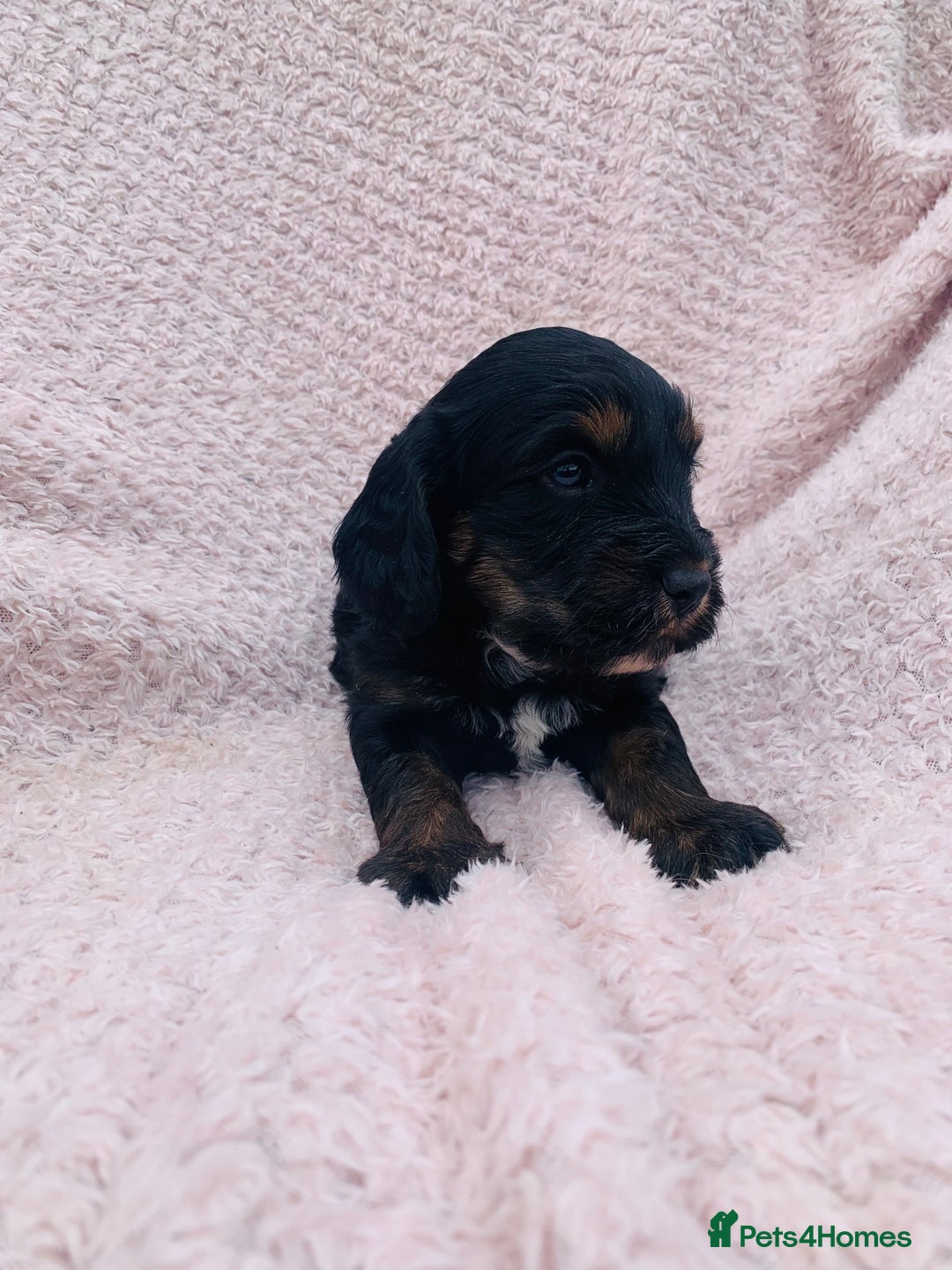 Cockapoo dogs for sale: Miniature cockapoos - Image 12