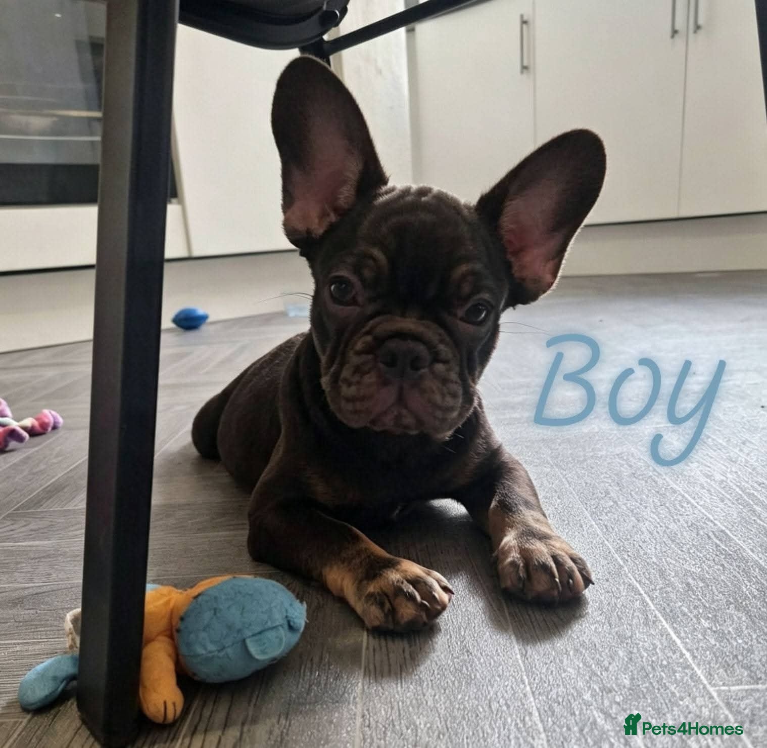 French Bulldog dogs 🌟REDUCED🌟only one girl and one boy left - Advert 1
