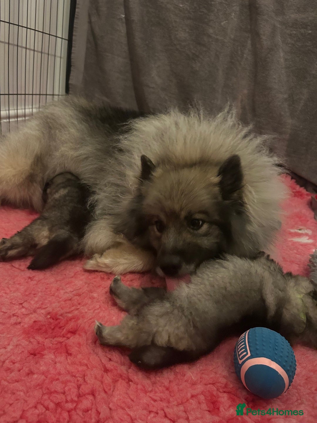 Keeshond dogs for sale: Keeshonds Two Beautiful Males  - Image 6