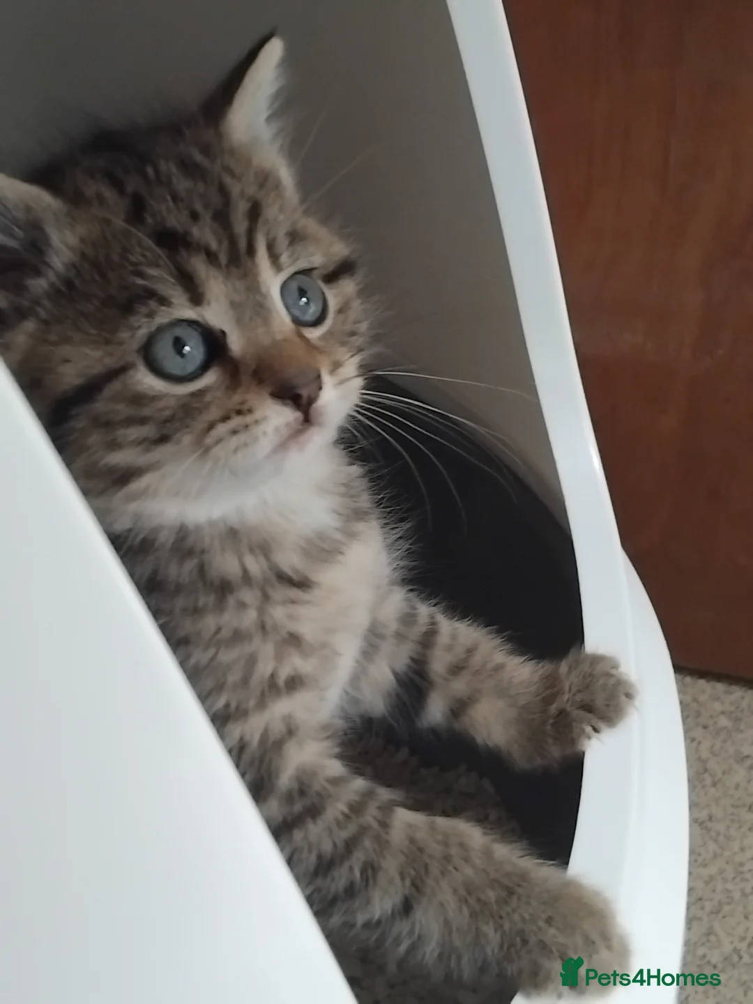 Mixed Breed cats for sale: Gorgeous Bengal x kittens for sale. - Advert 4