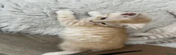 British Shorthair cats for sale: Pedigree British Shorthair Kittens - Advert 5