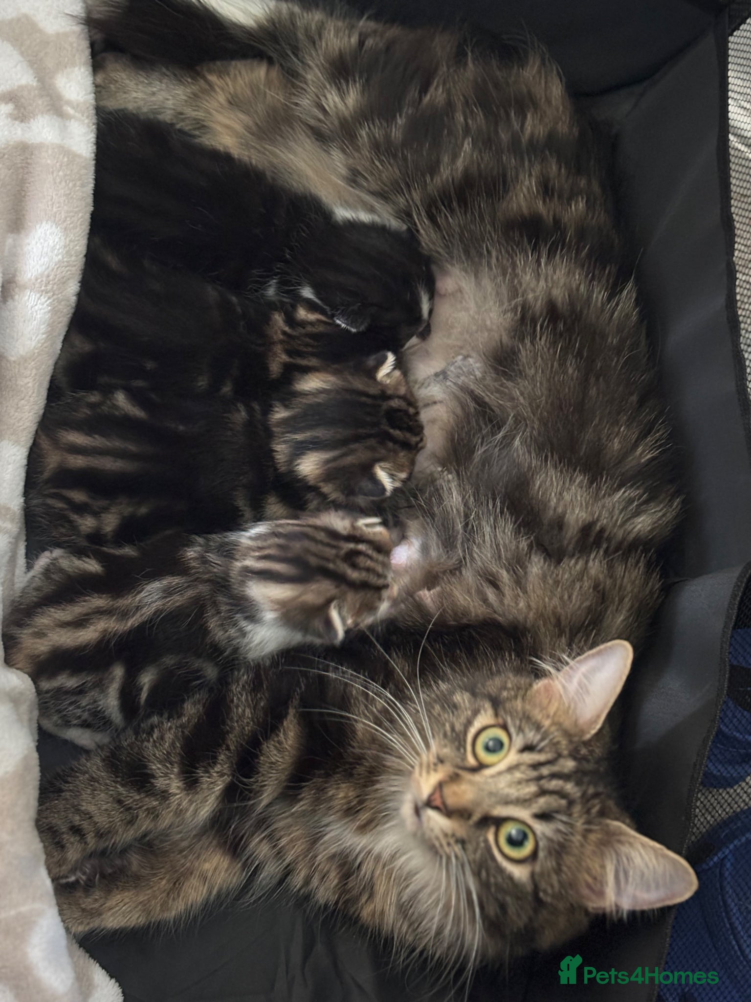 Mixed Breed cats 3 stunning female tabby kittens available.  - Advert 2
