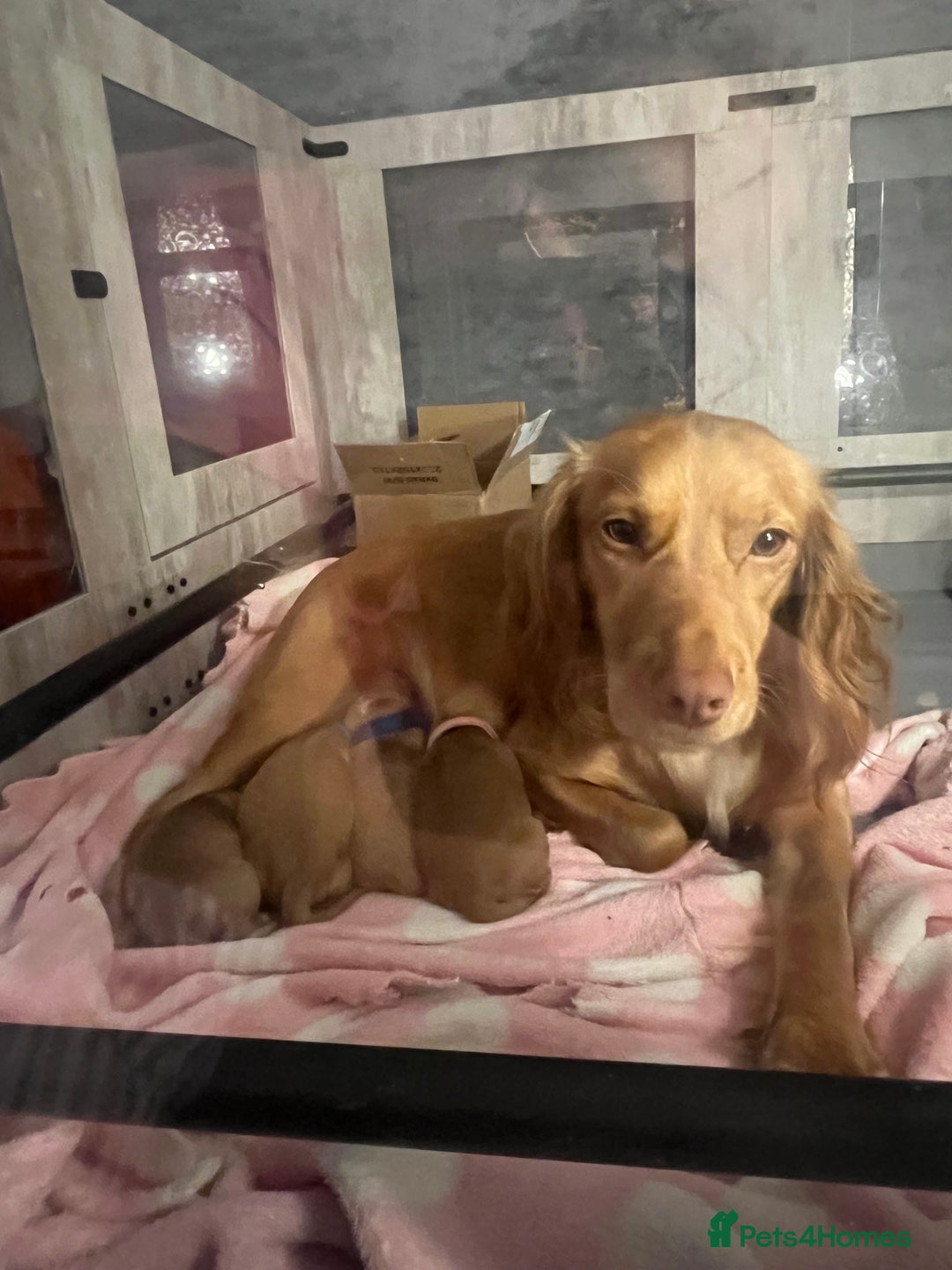 Cocker Spaniel dogs for sale: Pedigree Cocker Spaniel Puppies Fir Sale  - Advert 1