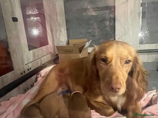 Cocker Spaniel dogs Pedigree Cocker Spaniel Puppies Fir Sale - Advert 1