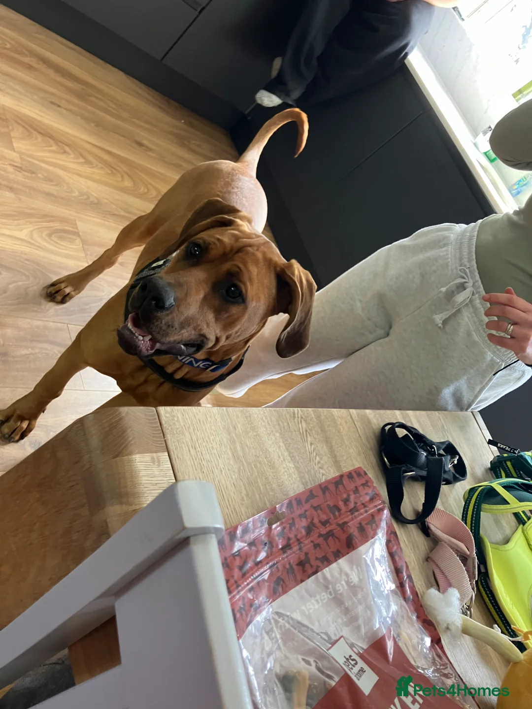 Mixed Breed dogs for sale: 9 months old Doberman cane corso - Advert 2