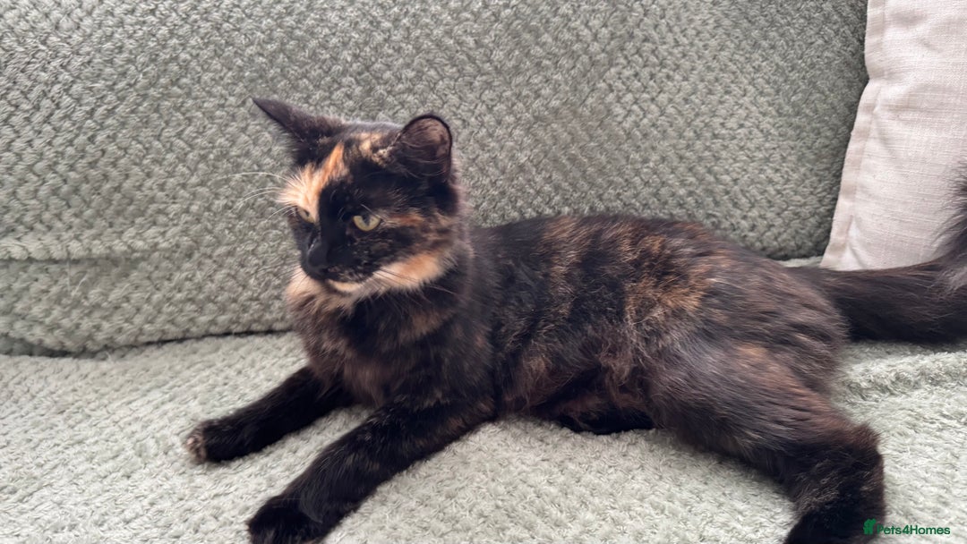 Domestic Shorthair cats for sale: Beautiful and adorable kittens for sale☺️ - Image 30