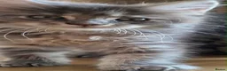 Maine Coon cats for sale: Russian line XXL Maine Coon, Last of reserv litter in Princes Risborough - Advert 13