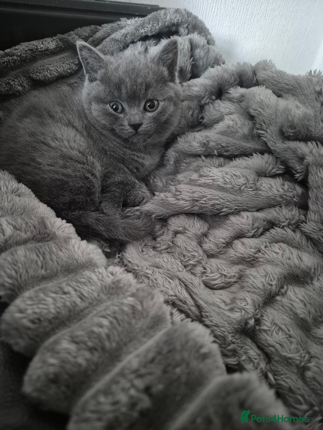 British Shorthair cats for sale: 1 cute British short hair blue kitten for sale  - Image 16