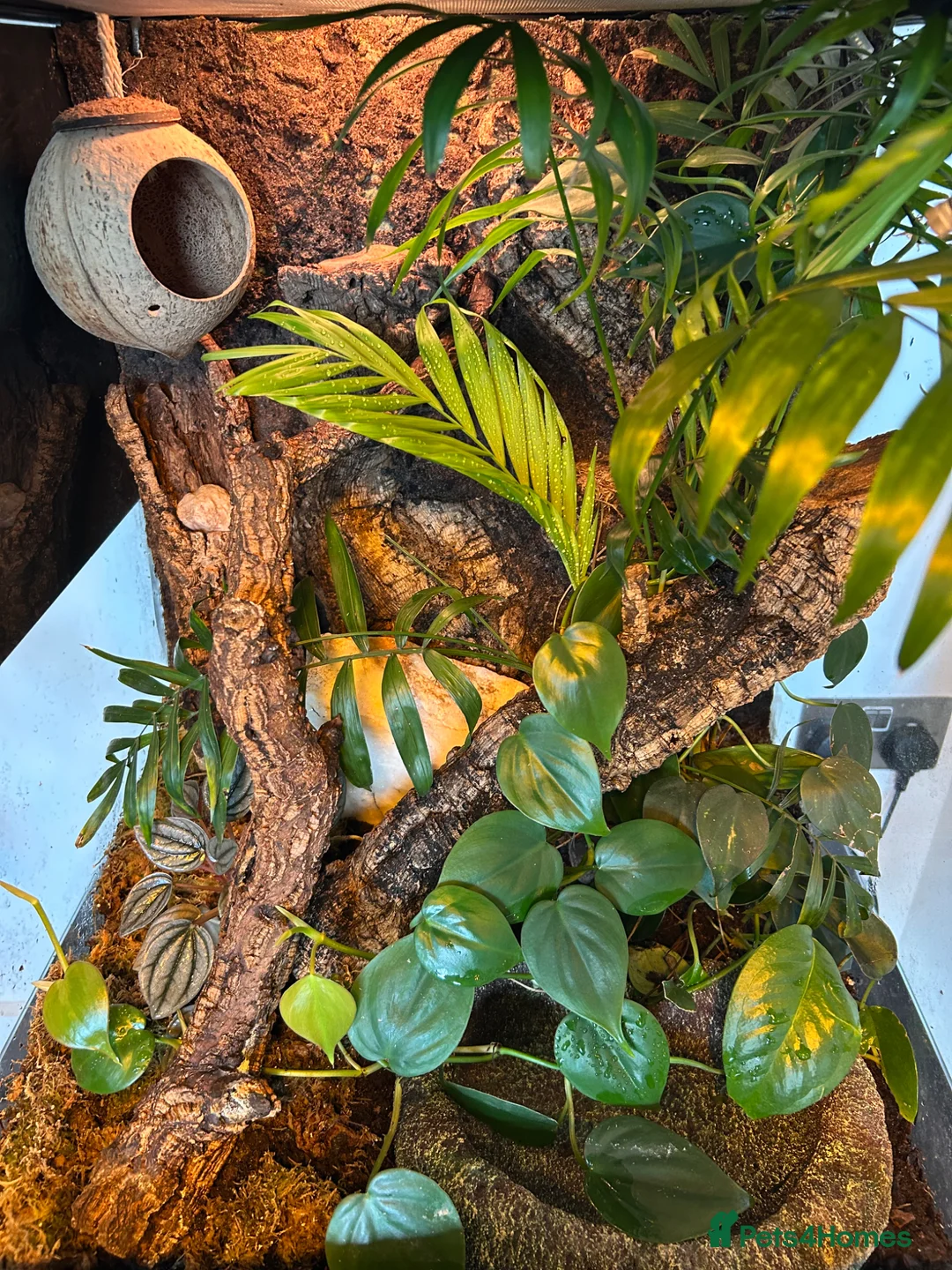 Frog reptiles for sale: BIOACTIVE VIVARIUM FOR SALE - Advert 5