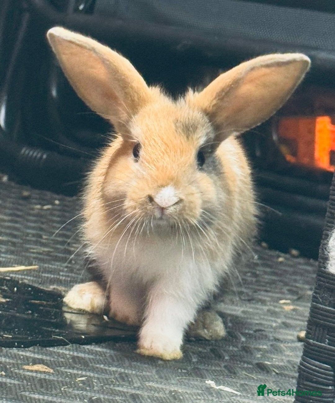 Mini Lop rabbits for sale: Mini Lops & H/LopxLion nearly7w Read description) - Image 18