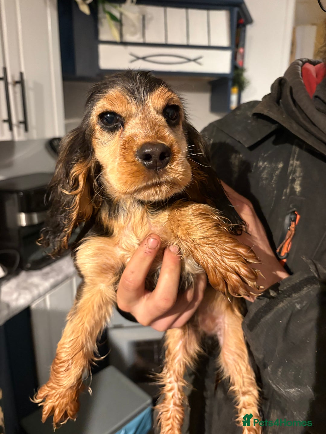 Cocker Spaniel dogs for sale: Show cocker spaniel puppies - Advert 6