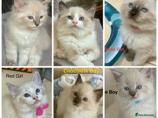 Ragdoll cats ❗️Charming Pure Ragdoll Kittens waiting love ❤️❗️ - Advert 6