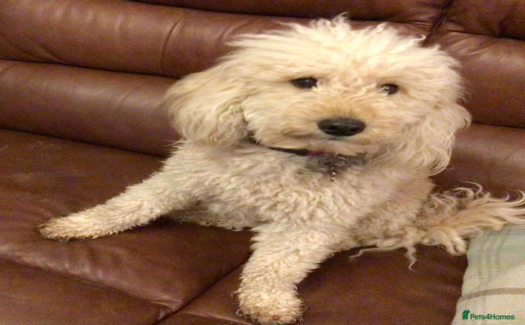 Miniature Poodle dogs - Advert 1