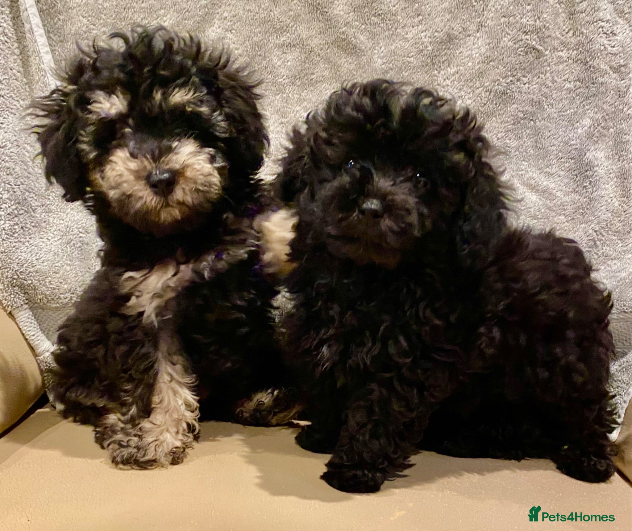 Toy Poodle dogs TOY POODLE GIRLS AND BOYS READ NOW  - Advert 6