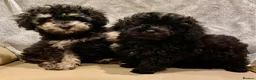 Toy Poodle dogs for sale: TOY POODLE GIRLS AND BOYS READ NOW  - Advert 15