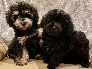Toy Poodle dogs TOY POODLE GIRLS AND BOYS READ NOW - Advert 6