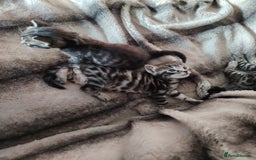 Bengal cats for sale: Bengal x Ragdoll kittens  - Image 2
