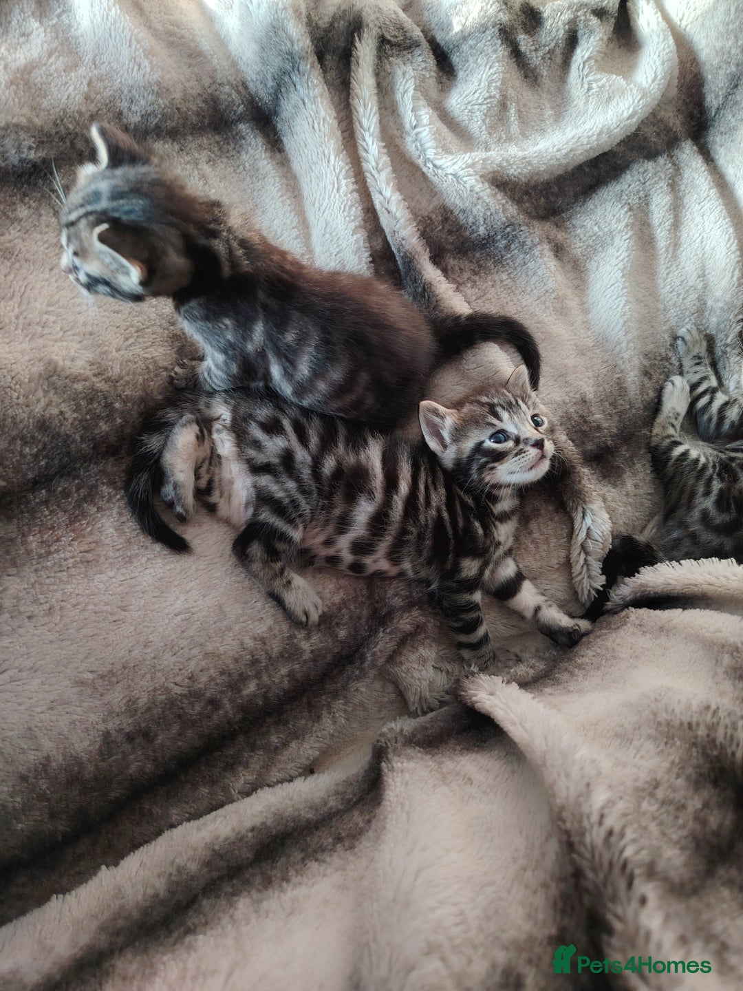Bengal cats for sale: Bengal x Ragdoll kittens  - Image 2