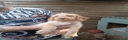 Mixed Breed dogs for sale: SPRINGADOODLE PUPPIES in King's Lynn - Advert 8