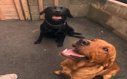 Labrador Retriever dogs for sale: Labrador Puppies  - Image 2