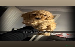 Miniature Poodle dogs for sale: Miniature poodles - Image 5