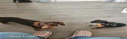 Dachshund dogs for sale: TWO DAUSHUNDS - Advert 12