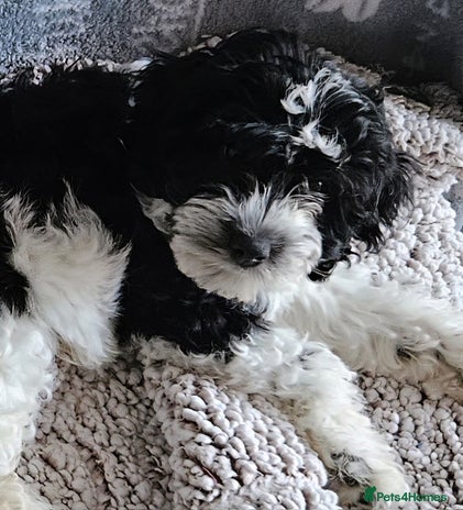 Maltipoo dogs - Advert 8