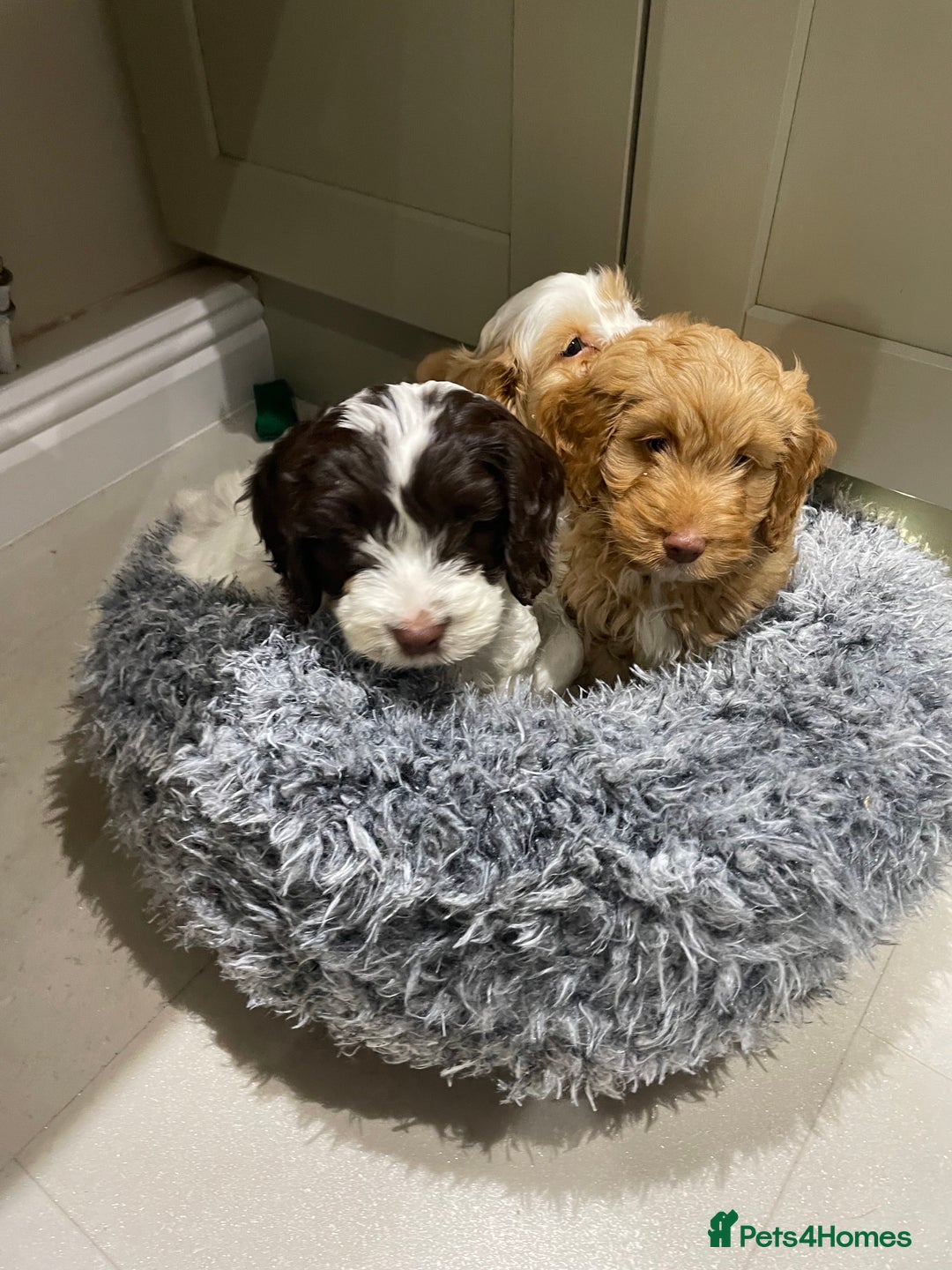 Cockapoo dogs for sale: Chunky Cockapoo Puppies - Image 5
