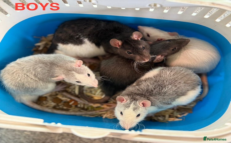 Rat rodents - Advert 2
